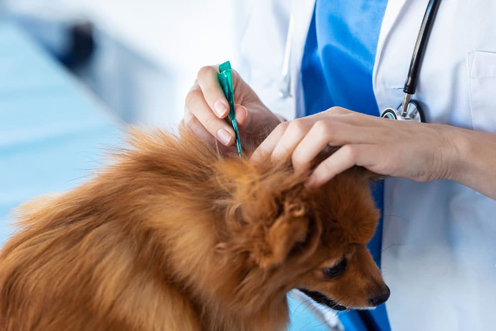 A veterinarian wearing a white coat and stethoscope applies a green applicator to the back of a small brown dog’s neck, possibly administering medication or a flea treatment.