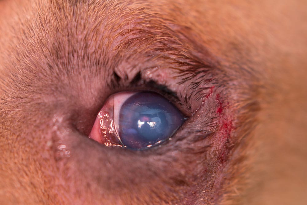 Close-up of a dog's eye showing a cloudy, bluish cornea and some redness and irritation around the eyelid, indicating a possible eye infection or condition such as cataracts.
