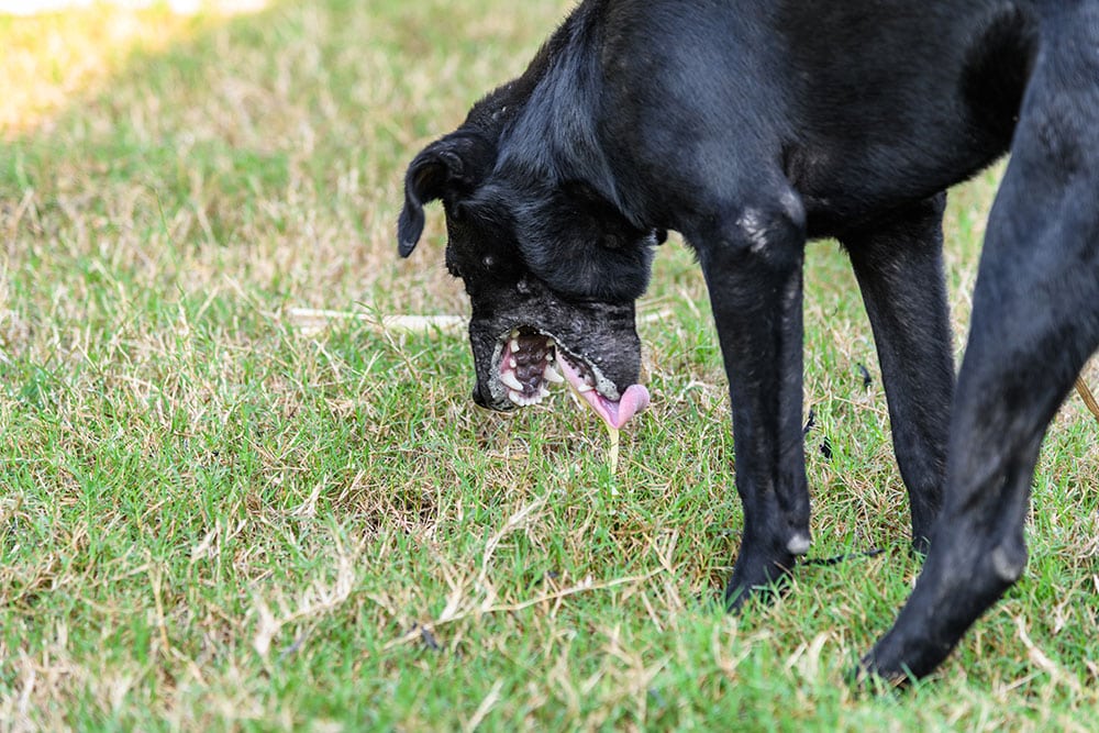 A black dog with a deformed muzzle stands on grass, lowering its head and appearing to sniff or lick the ground, with sunlight illuminating parts of its body.