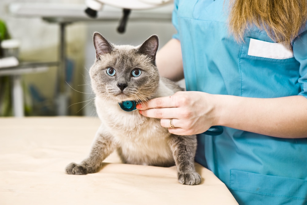 A veterinarian in a blue uniform uses a stethoscope to examine a gray and white cat with blue eyes on an exam table.