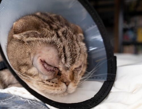 Entropion/Ectropion: Surgical Correction and Outcomes