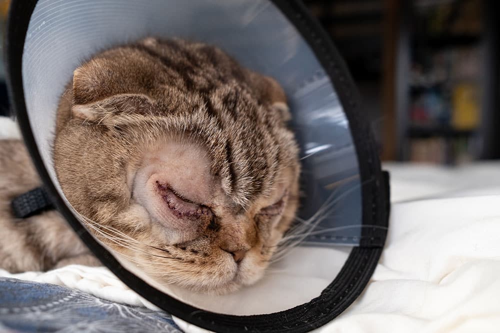A brown tabby cat wearing a plastic cone rests with its eyes closed, showing stitches around its eyes, likely after surgery. The cat is lying on a bed with white blankets.