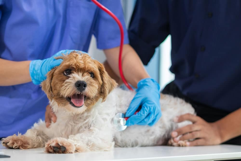 A small, happy dog with curly fur is lying on a table while a veterinarian in blue gloves uses a stethoscope to check the dog's heartbeat. Another person gently holds the dog still.