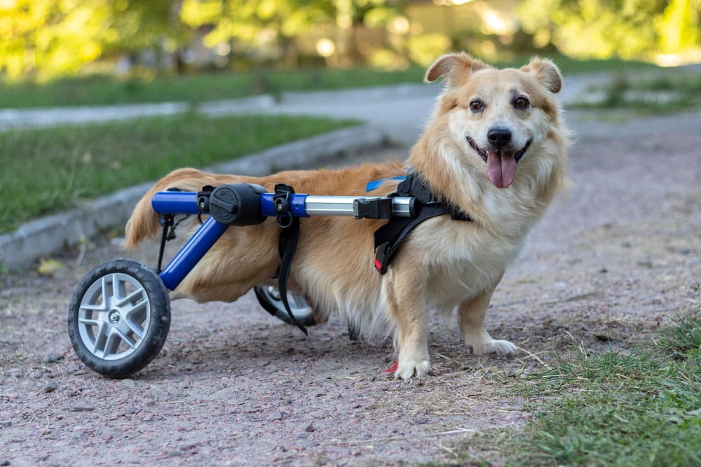 A small, tan dog with a fluffy tail uses a blue wheelchair for its back legs while standing on a gravel path. The dog is looking ahead with its tongue out, appearing happy and alert. Green grass and trees are in the background.