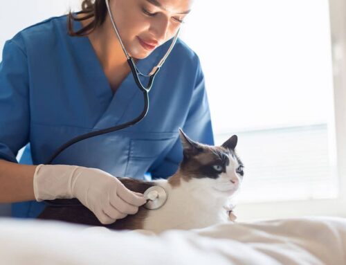 Cardiac Medications Explained: Pimobendan, Diuretics, ACE-Inhibitors