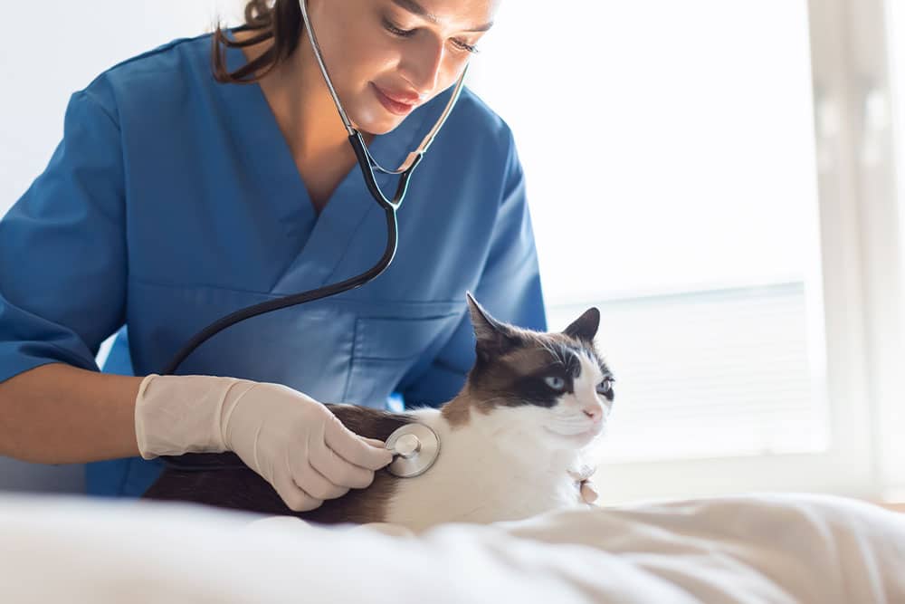 A veterinarian in blue scrubs and gloves uses a stethoscope to examine a white and brown cat lying on an exam table in a bright room.